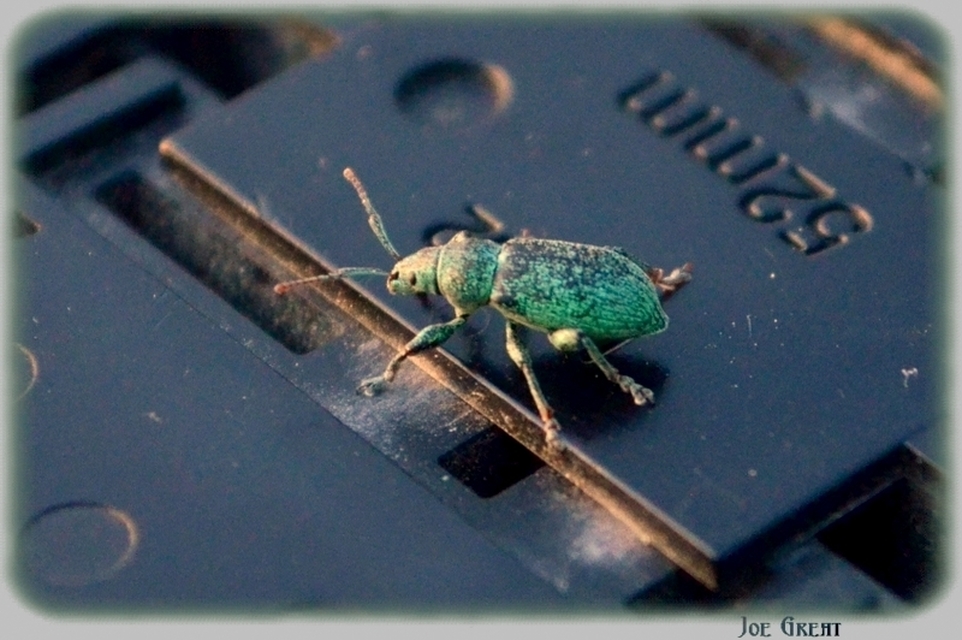 Curculionidae - ormányosbogár-félék