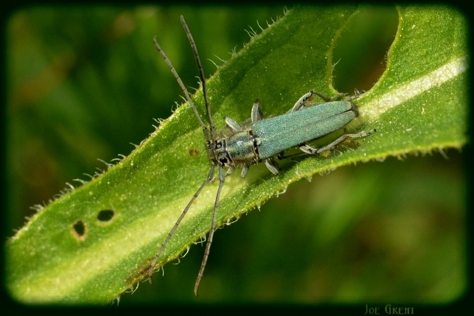 Phytoecia coerulescens - kígyósziszcincér