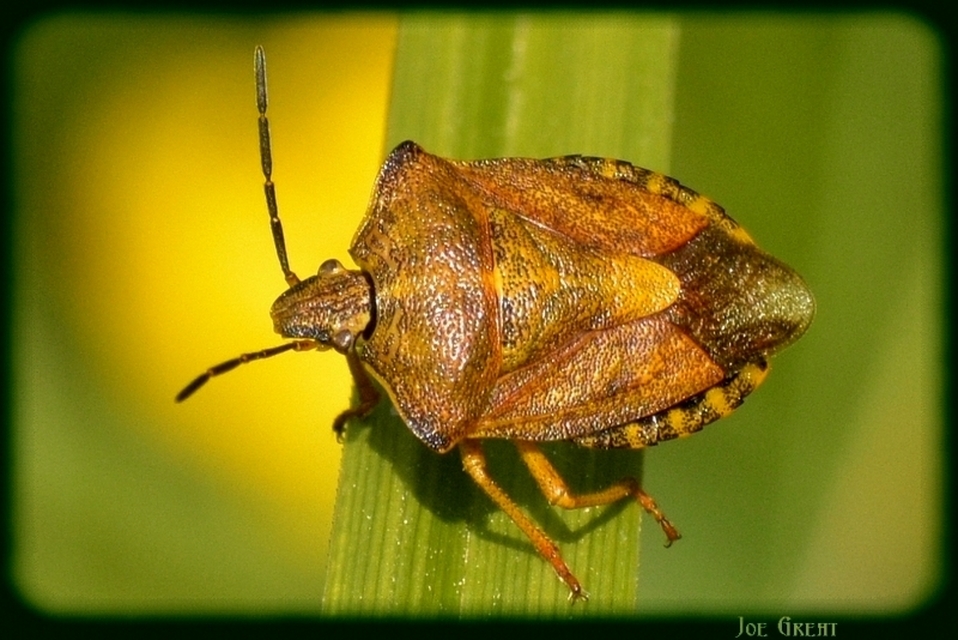 Carpocoris