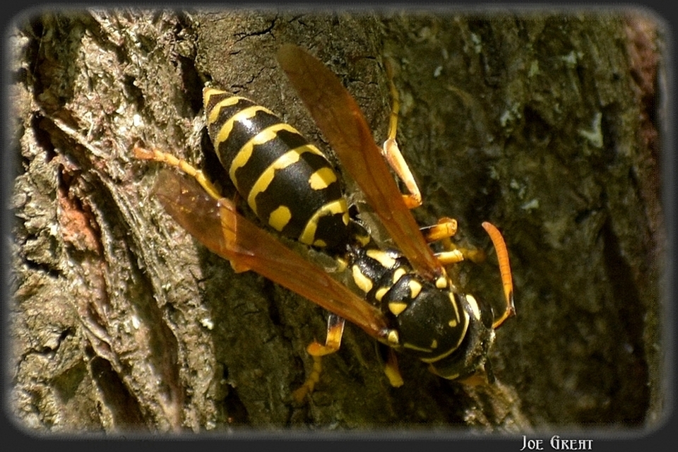 Polistes - papírdarazsak