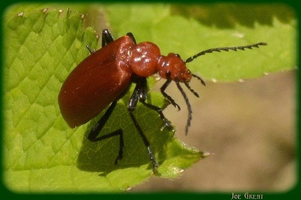 Pyrochroa serraticornis - közép-bíborbogár