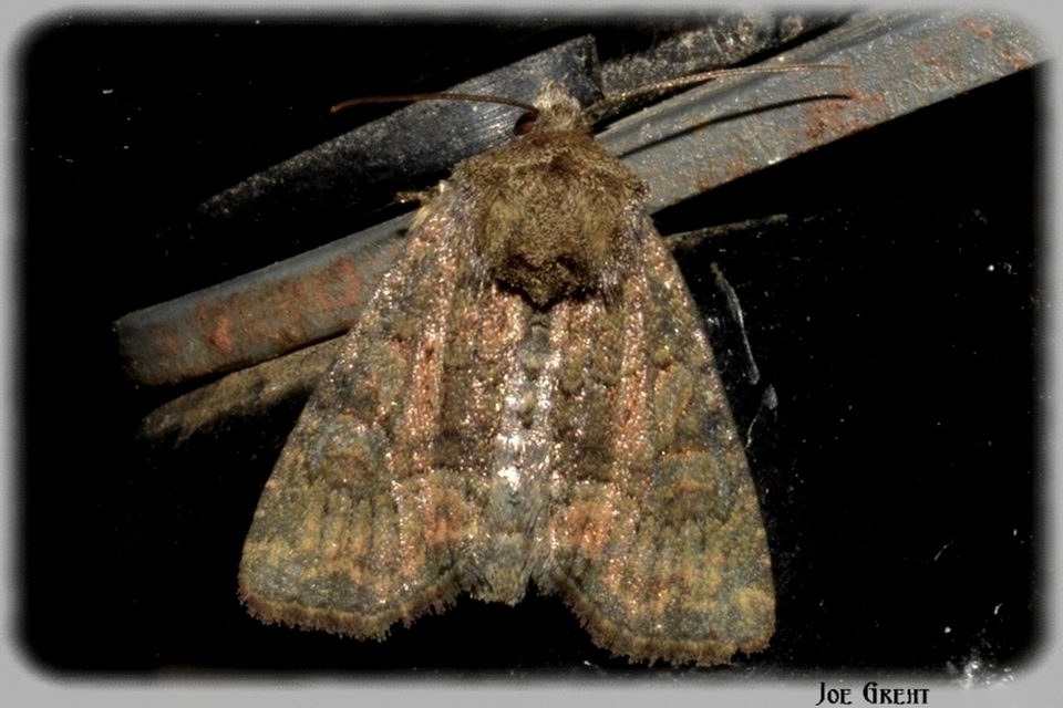 Oligia strigilis/latruncula/versicolor