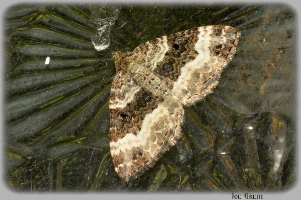 Epirrhoe alternata - galaj-tarkaaraszoló