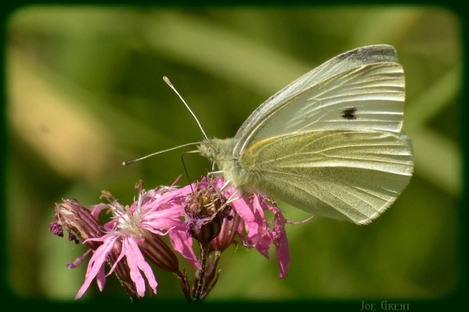 Pieris rapae - répalepke