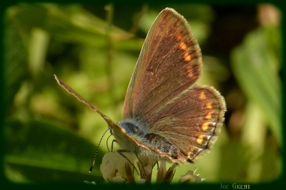 Polyommatus icarus - közönséges boglárka
