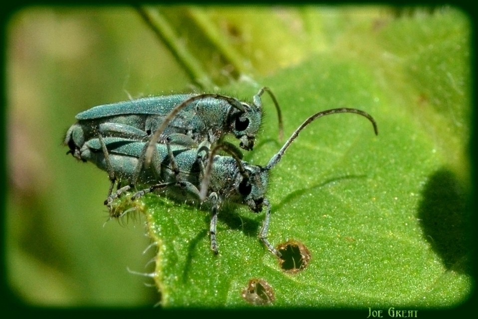 Phytoecia coerulescens - kígyósziszcincér