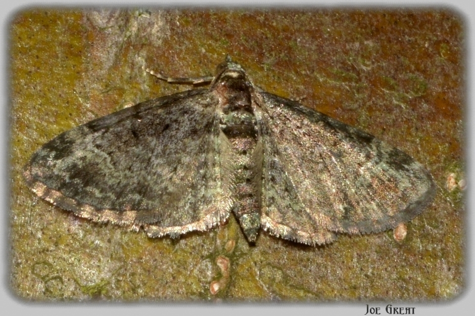 Pasiphila rectangulata - almavirág-araszoló