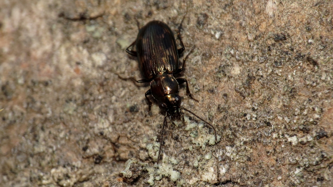Bembidion varium - rajzos gyorsfutó