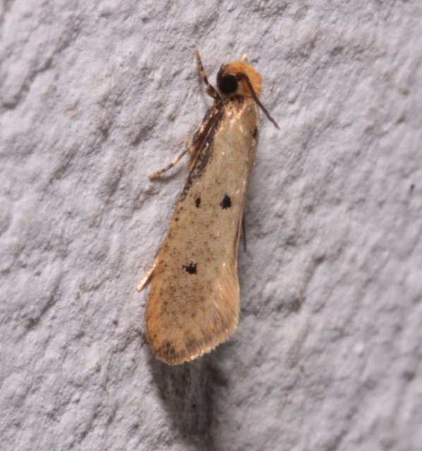 Tinea trinotella - hárompettyes fészekmoly