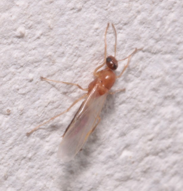 Colobopsis truncata - kapushangya