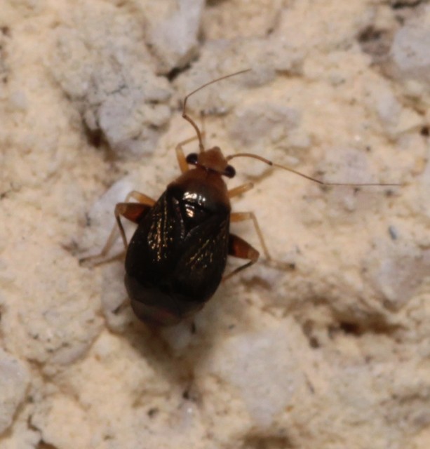 Halticus luteicollis - sárganyakú ugrópoloska