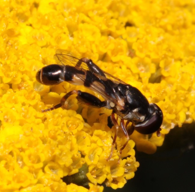 Syritta pipiens - zizegő comboslégy