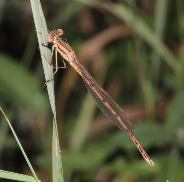Sympecma fusca - téli rablószitakötő