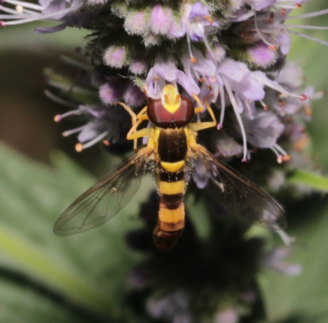 Sphaerophoria