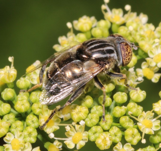 Eristalinus sepulchralis - fekete foltosszeműlégy