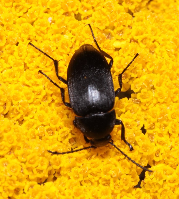 Podonta nigrita - szerecsenbogár