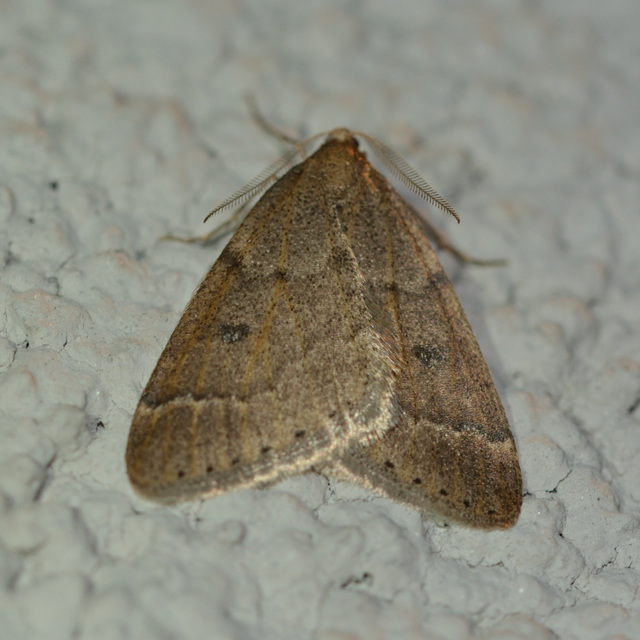 Theria rupicapraria - tavaszi kökényaraszoló