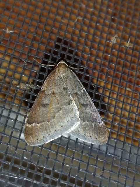 Theria rupicapraria - tavaszi kökényaraszoló