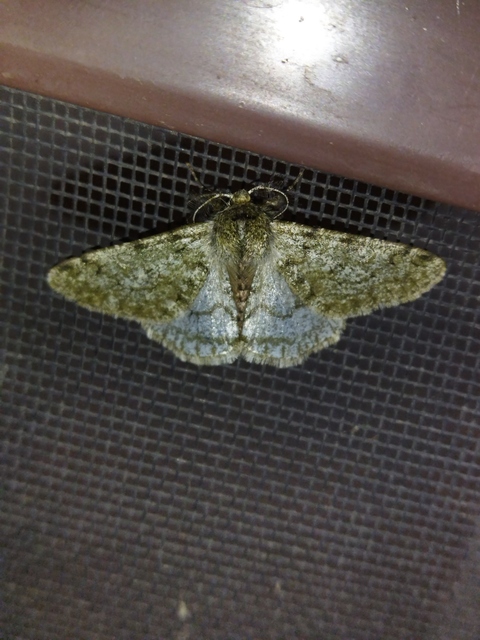 Apocheima pilosaria - zöldes tavasziaraszoló