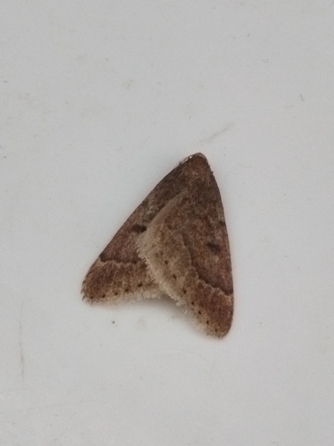 Theria rupicapraria - tavaszi kökényaraszoló