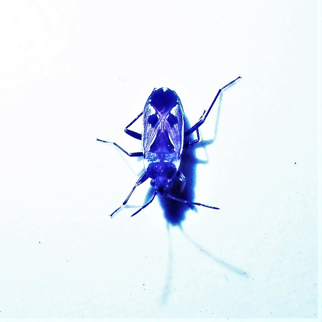 Rhyparochromus vulgaris - közönséges díszesbodobács
