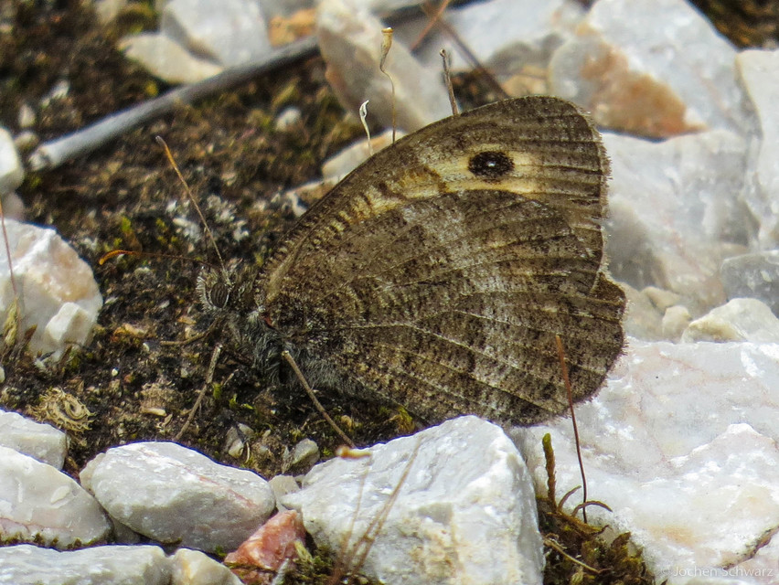 Arethusana arethusa - közönséges szemeslepke