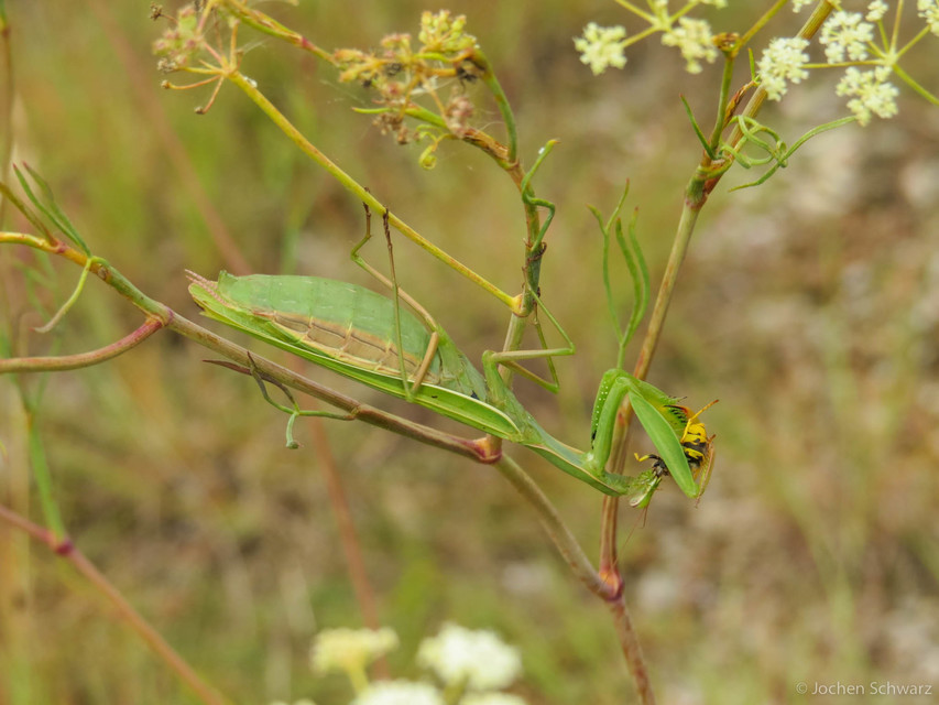 Mantis religiosa - imádkozósáska