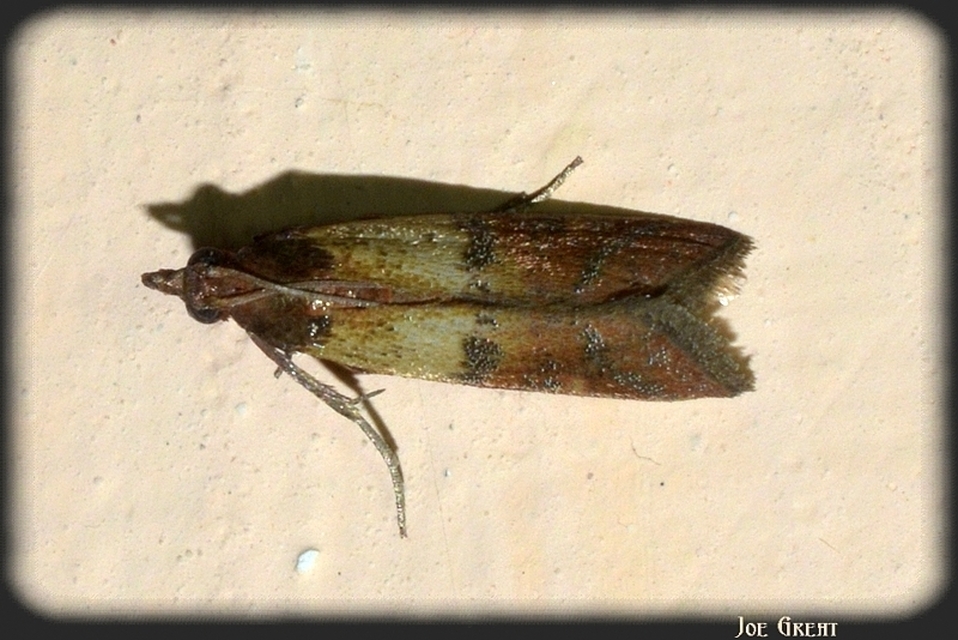 Plodia interpunctella - aszalványmoly