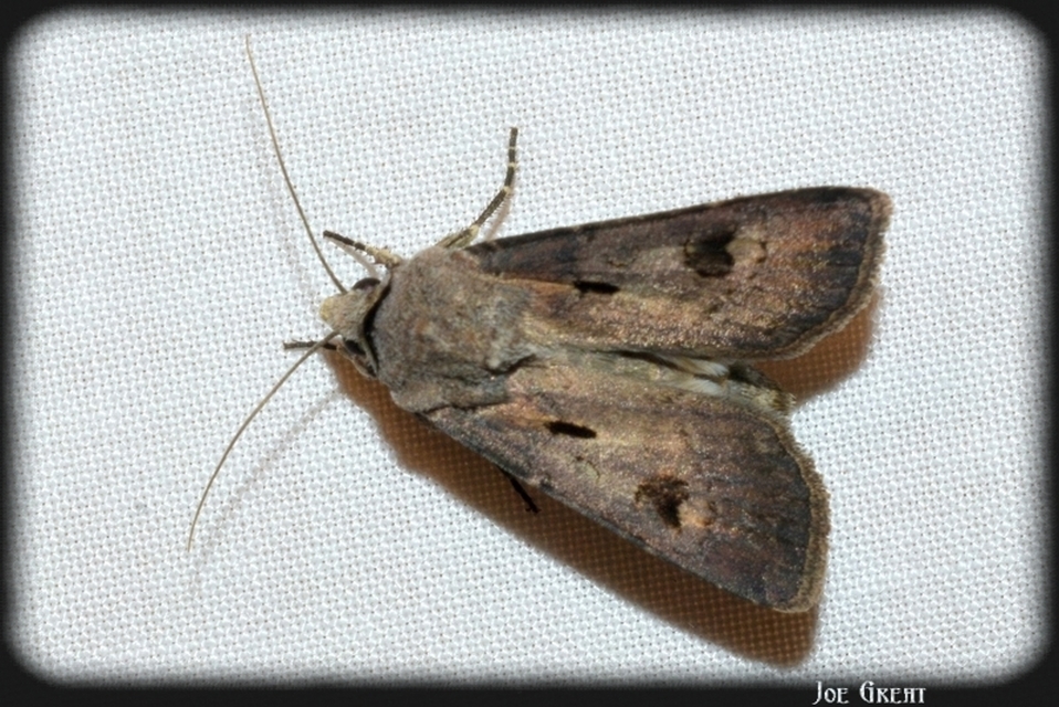Agrotis exclamationis - felkiáltójeles földibagoly