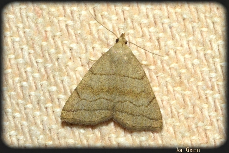 Herminia tarsicrinalis - szőröslábú karcsúbagoly