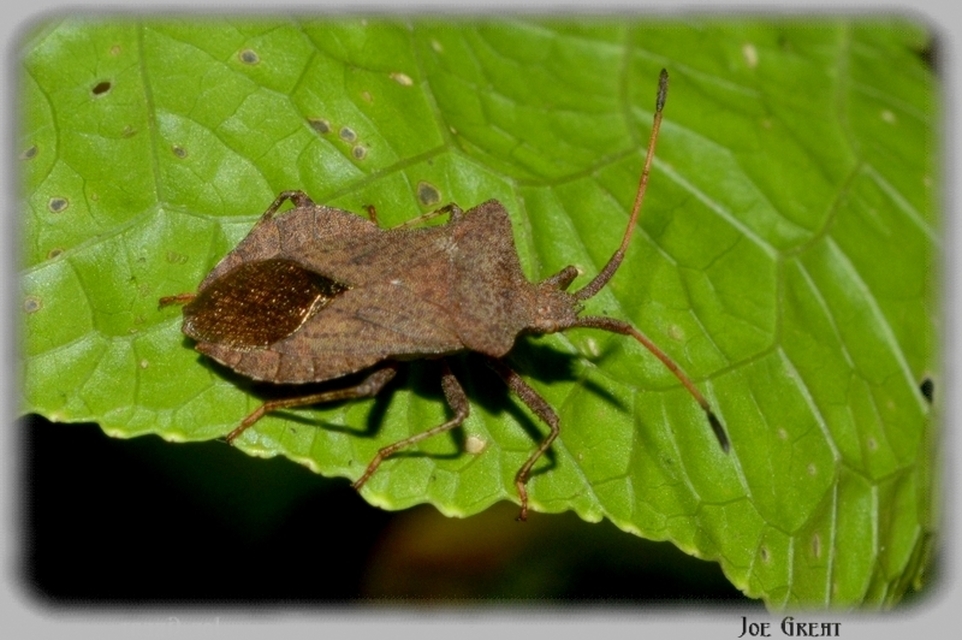 Coreus marginatus - közönséges karimáspoloska