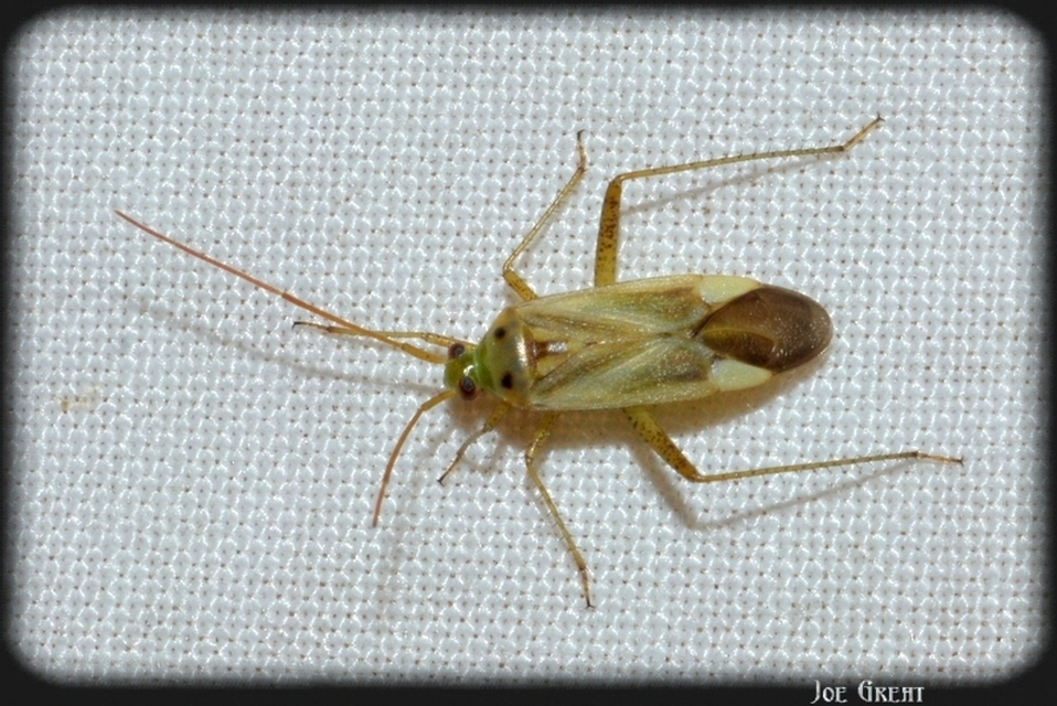 Adelphocoris lineolatus - lucernapoloska