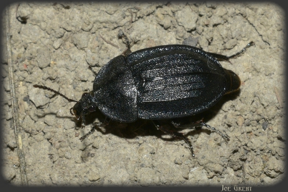 Silphidae - dögbogárfélék