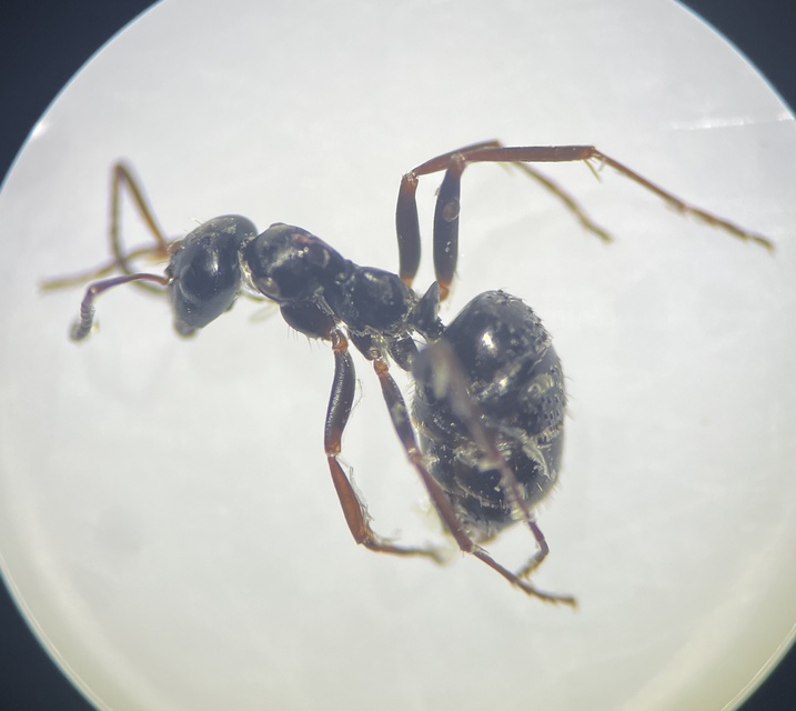 Formica fusca - kormos rabszolgahangya