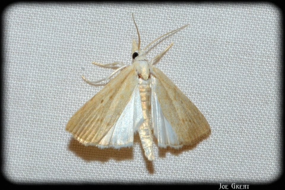 Calamotropha paludella - barna nádlevélmoly