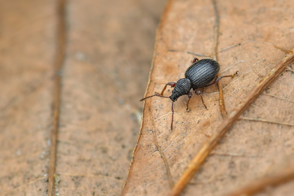 Otiorhynchus ovatus - apró gyalogormányos