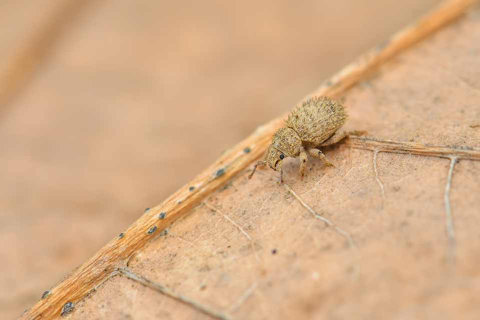 Trachyphloeus parallelus - pompás éjiormányos