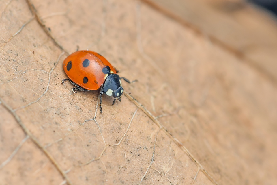 Coccinella septempunctata - hétpettyes katica