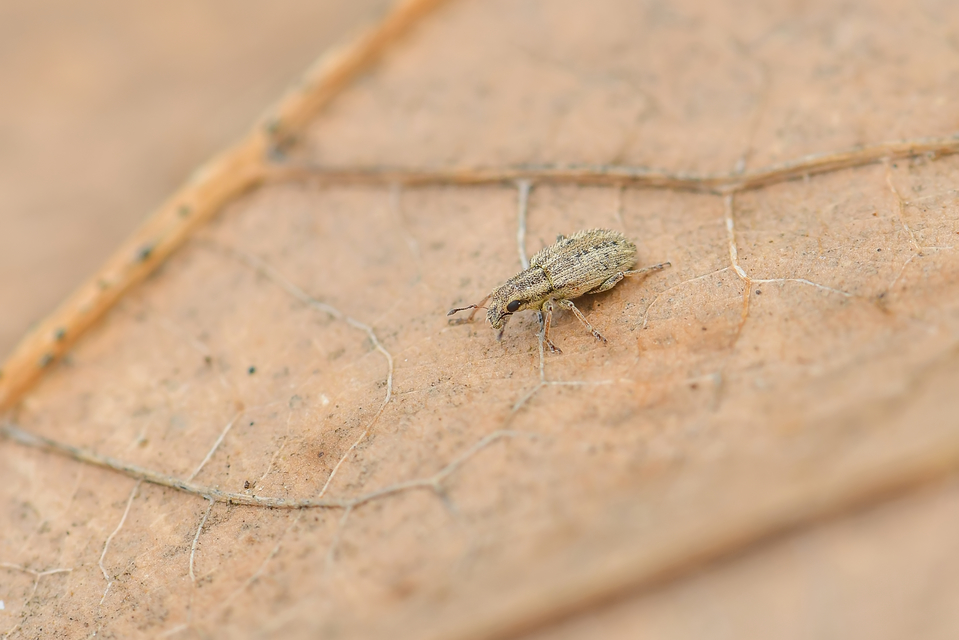Sitona macularius - borsó-csipkézőbogár