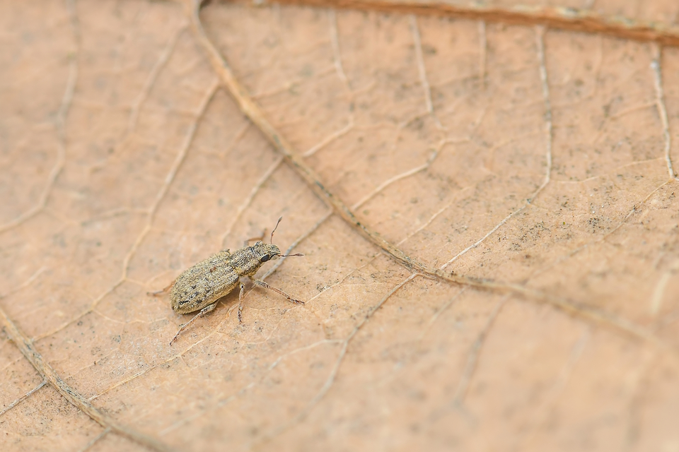 Sitona macularius - borsó-csipkézőbogár