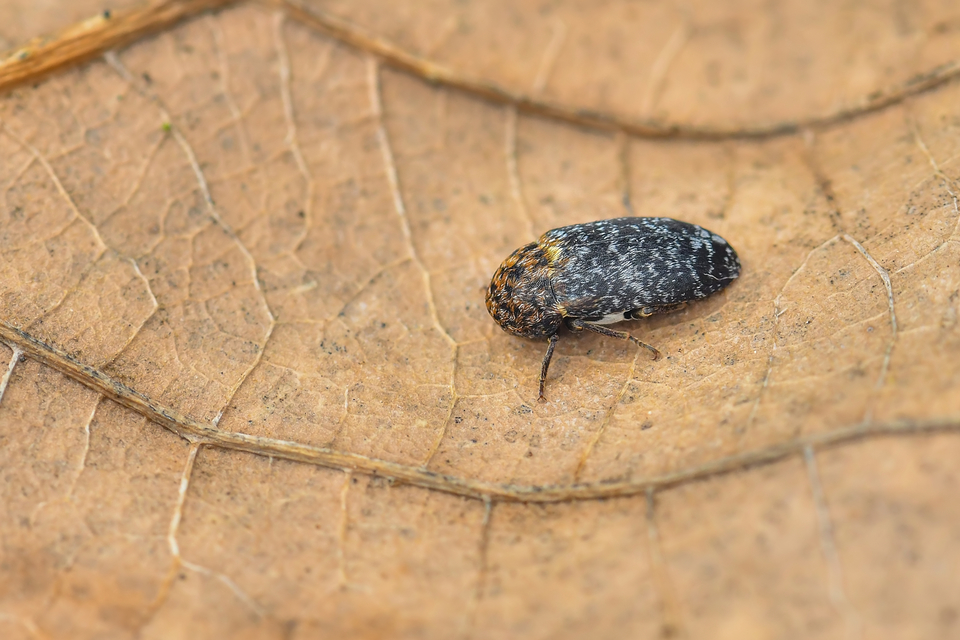 Dermestes undulatus - márványos porva Dermestes undulatus - márványos porva