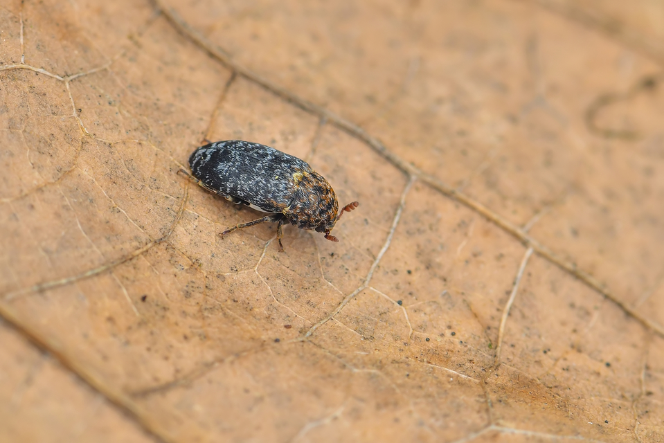 Dermestes undulatus - márványos porva Dermestes undulatus - márványos porva