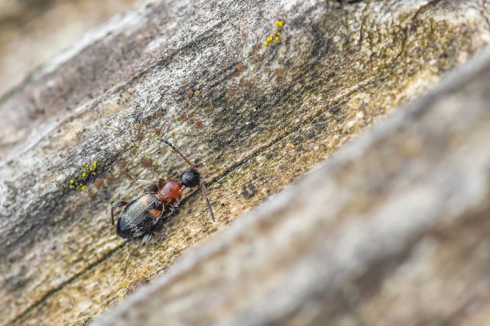 Anthelephila pedestris - hangyaszerű fürgebogár