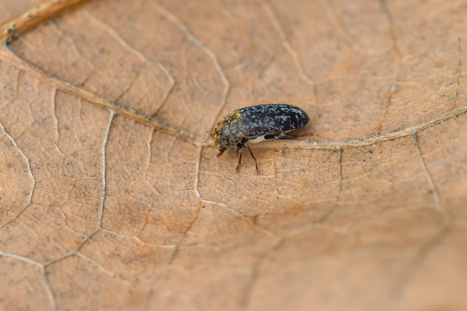 Dermestes undulatus - márványos porva Dermestes undulatus - márványos porva