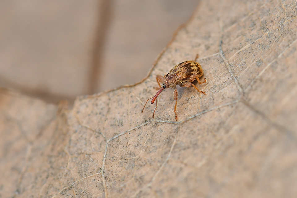 Anthonomus rectirostris - meggymaglikasztó