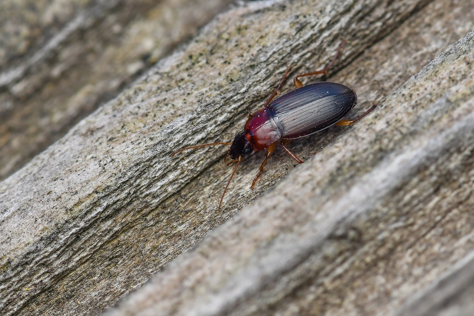 Calathus cinctus - parlagi tarfutó