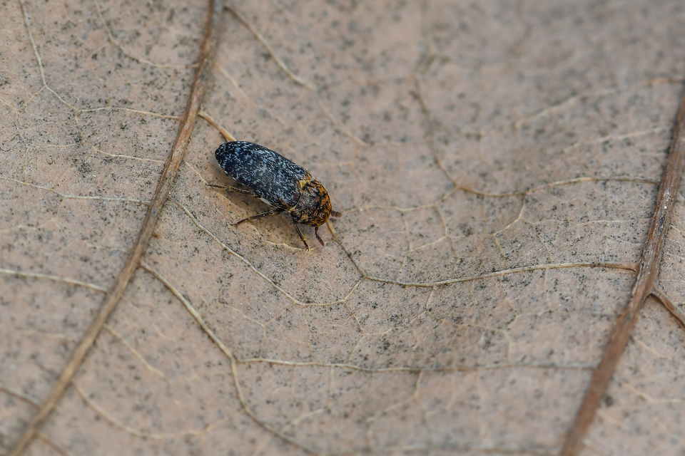 Dermestes undulatus - márványos porva Dermestes undulatus - márványos porva