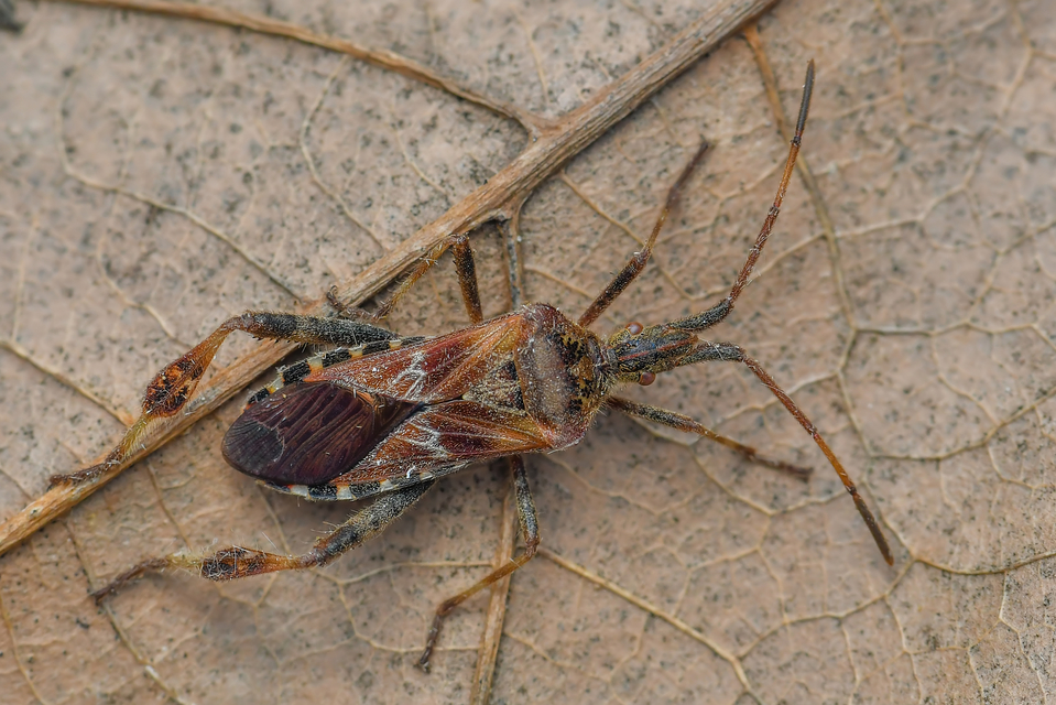 Leptoglossus occidentalis - nyugati levéllábú poloska