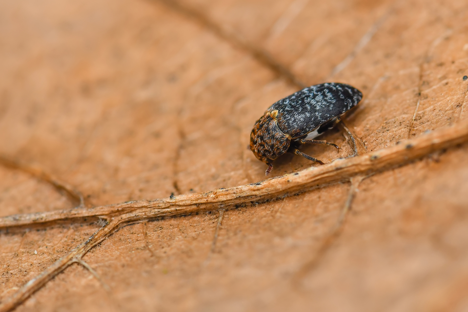 Dermestes undulatus - márványos porva Dermestes undulatus - márványos porva