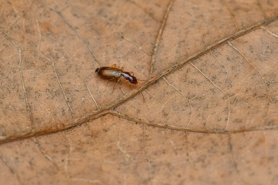 Paradromius linearis - karcsú kéregfutó